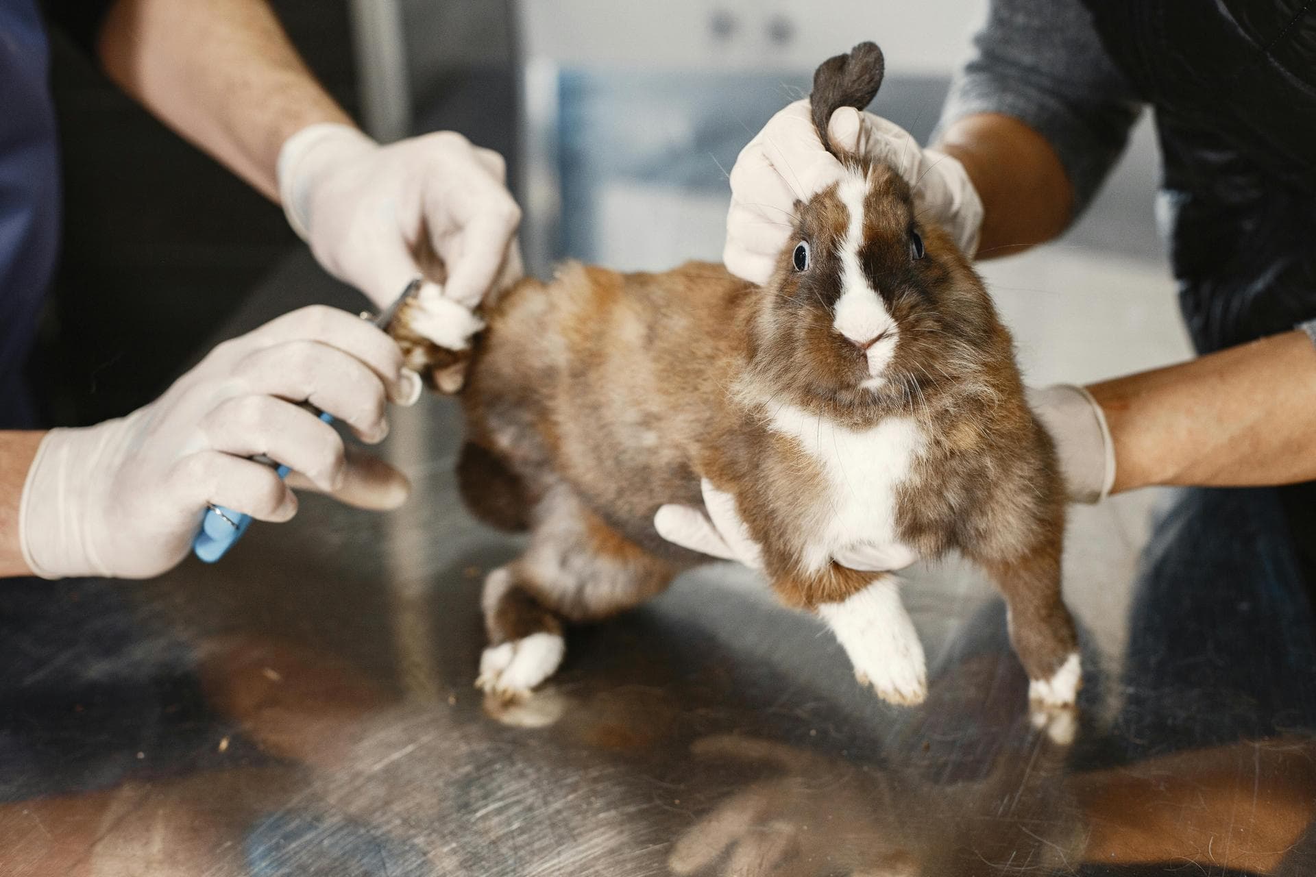 Best Vets in St. Louis